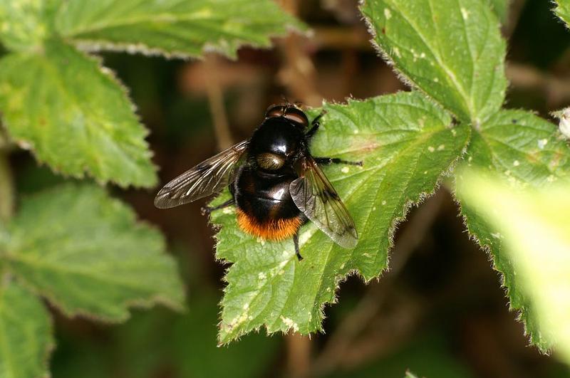 Volucella_bombylans_D6104_Z_88_Les Gris_Frankrijk.jpg